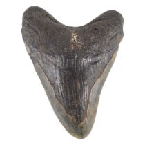 MEGALODIAN SHARK TOOTH