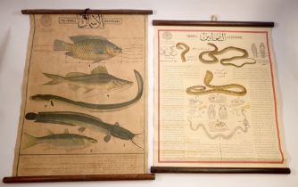 Two early 20th century Middle Eastern natural history educational hanging scrolls of fish and snakes