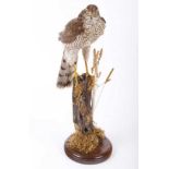 Hen Sparrow Hawk mounted on rustic post