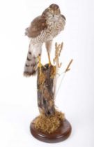 Hen Sparrow Hawk mounted on rustic post