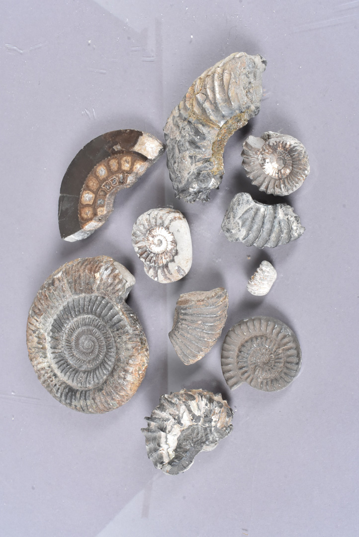 A large fossilised Oyster, discovered in Libya, together with two pieces of ammonite, both of - Image 2 of 2