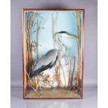 Taxidermy, Grey Heron (Ardea Cinerea), mounted in a large wooden and glazed display case, 63cm x