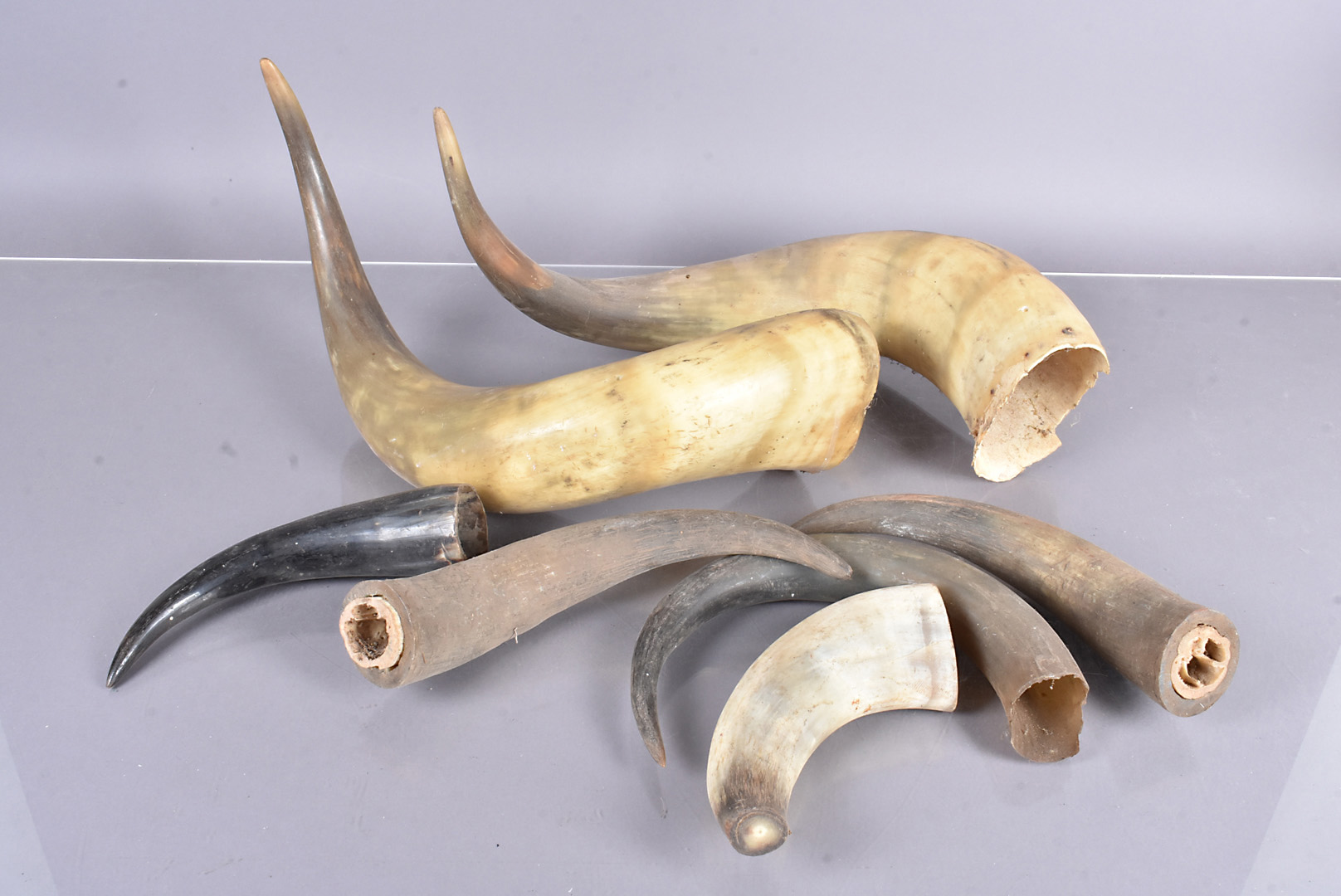 A small selection of Cattle Horns, various sizes