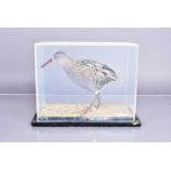 Taxidermy, Water Rail (Rallus Aquaticus), mounted in perspex display case, with taxidermist