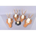 A group of five pairs of Roe deer antlers, all mounted on wall plaques