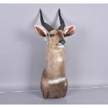 A head of a Bush Buck (Tragelaphas Sylvaticus), antlers are approximately 30cm, antlers detact