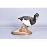 Taxidermy, Male Tufted Duck (Aythya Fuligula), mounted on oval base, 25cm H