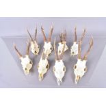 A group of eight pairs of Roe deer antlers, various sizes