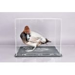 Taxidermy, a Male Common Pochard (Aythya Ferina), mounted in perspex display case, 33.5cm x 25cm x