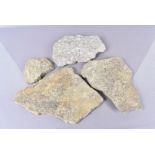 Silurian Bivalve bed, in three pieces, together with a piece of Limestone Fossil Debris,