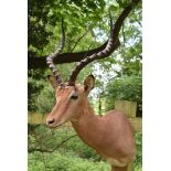 A head mount of an African Impala, (Aepyceros Melampus), with approximately 22in. Horns good