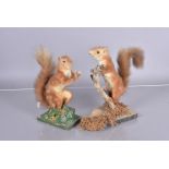 Taxidermy, two red squirrels (Sciurus Vulgaris), tallest 26cm including base