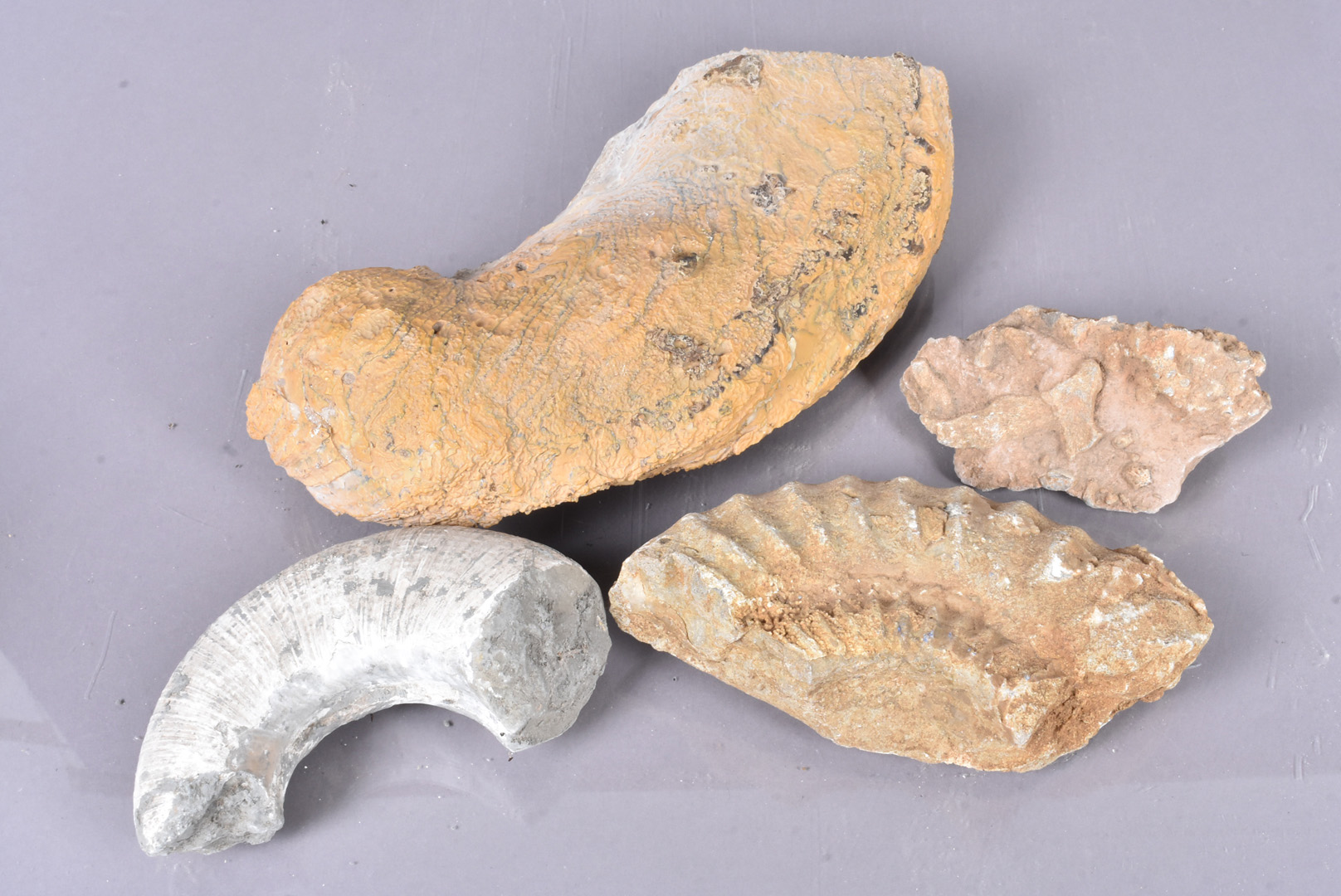 A large fossilised Oyster, discovered in Libya, together with two pieces of ammonite, both of