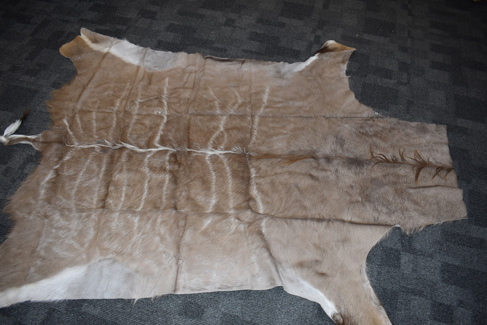 A South African Kudu flat skin, (Tragelaphus Strepsiceros), approximately 200cm x 155cm - Image 2 of 4