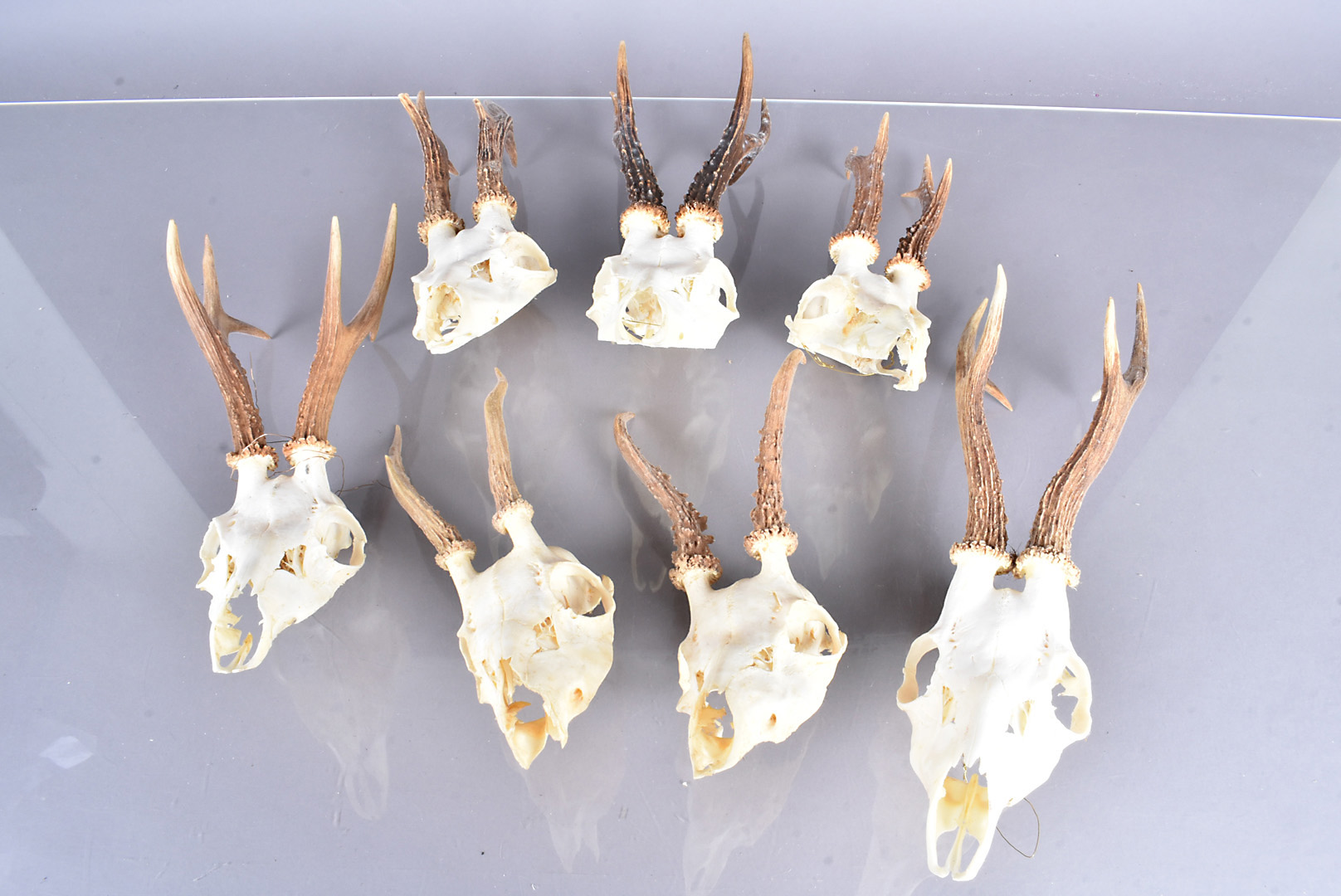 A group of seven pairs of Roe deer antlers, various sizes