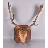 A vintage deer head, with 65cm long antlers, AF