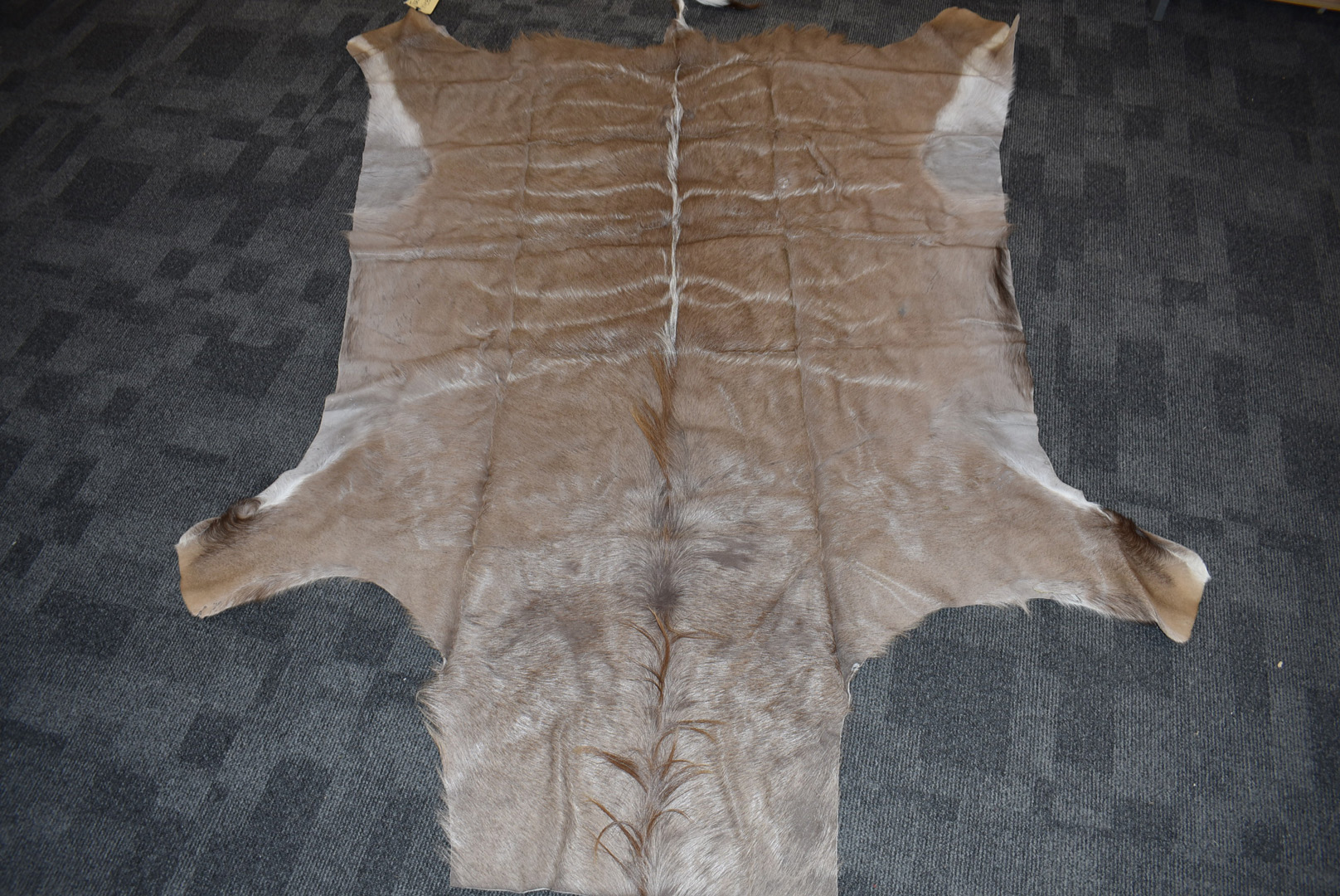 A South African Kudu flat skin, (Tragelaphus Strepsiceros), approximately 200cm x 155cm