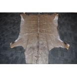 A South African Kudu flat skin, (Tragelaphus Strepsiceros), approximately 200cm x 155cm