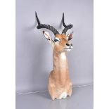 A head mount of an African Impala, (Aepyceros Melampus), with approximately 21in. Horns good