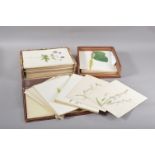 A large collection of 20th century botanical watercolours, all approximately measuring 23cm x