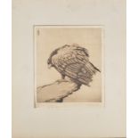 An etching of an Eagle, unframed, titled 'Golden Eagle', signed in pencil lower right