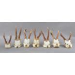 A collection of seven Roe deer skulls and antlers, of differing sizes, one just the top of the skull