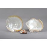 Two Pearl oyster (Pinctada) shell halves, one with the crustation removed, 22cm & 20cm wide,