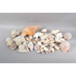 A collection of assorted shells and corals,