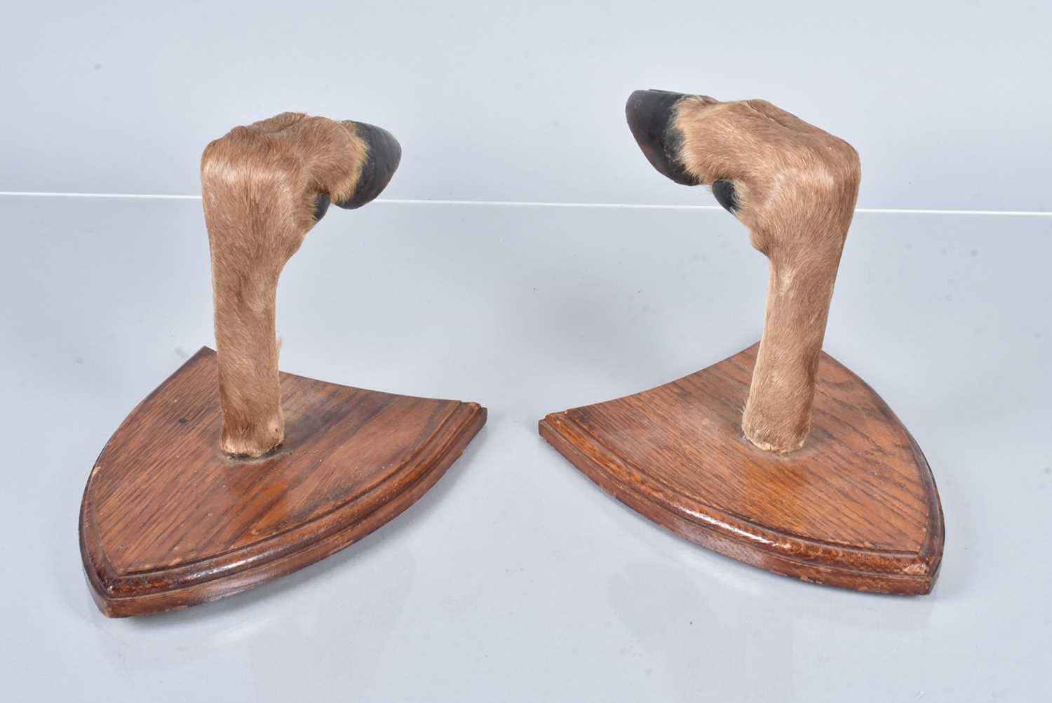 A pair of French Red Deer Hoof Wall hangers,