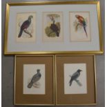 A collection of framed bird bookplates,