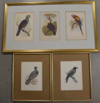 A collection of framed bird bookplates,