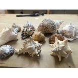 A Box of shells various.