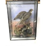 Taxidermy sparrow hawk with prey, display case dimensions are approximately 52x39cm