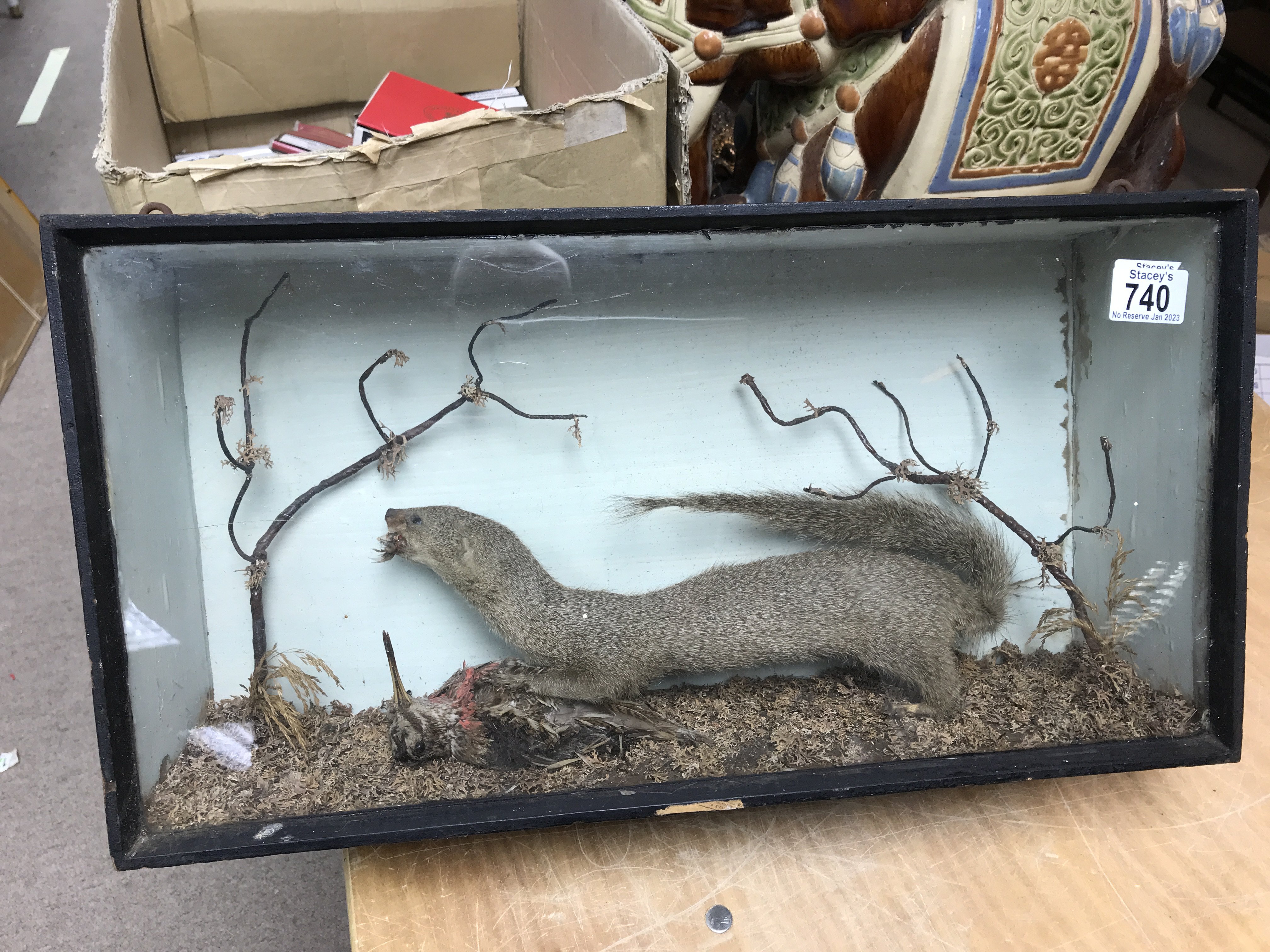 Taxidermy weasel