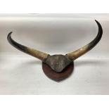 Large bull horns mounted on a plaque. Approximatel