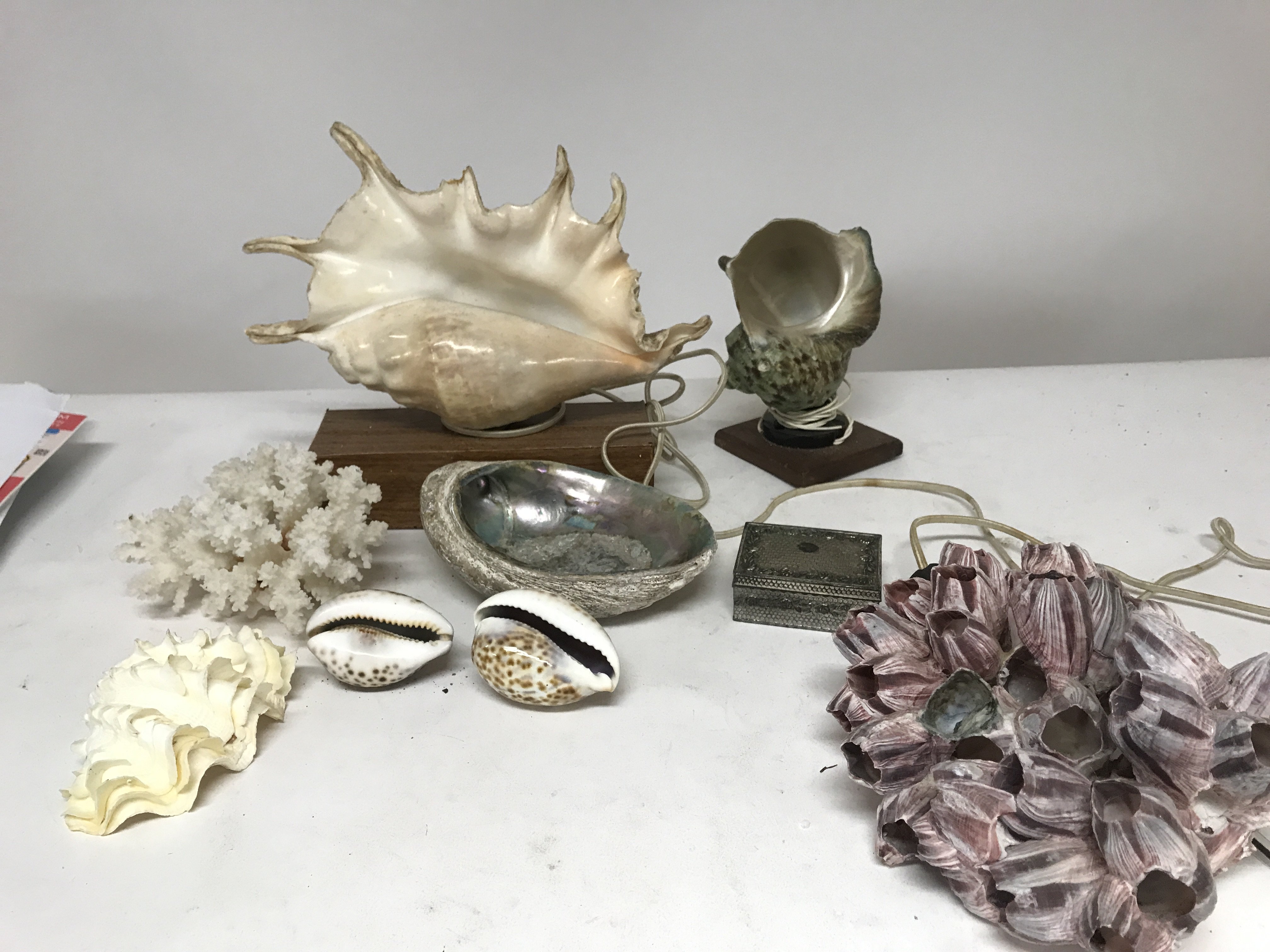 A collection of shells including a conch shell, a sponge rock etc and a Japanese trinket box - Image 2 of 5