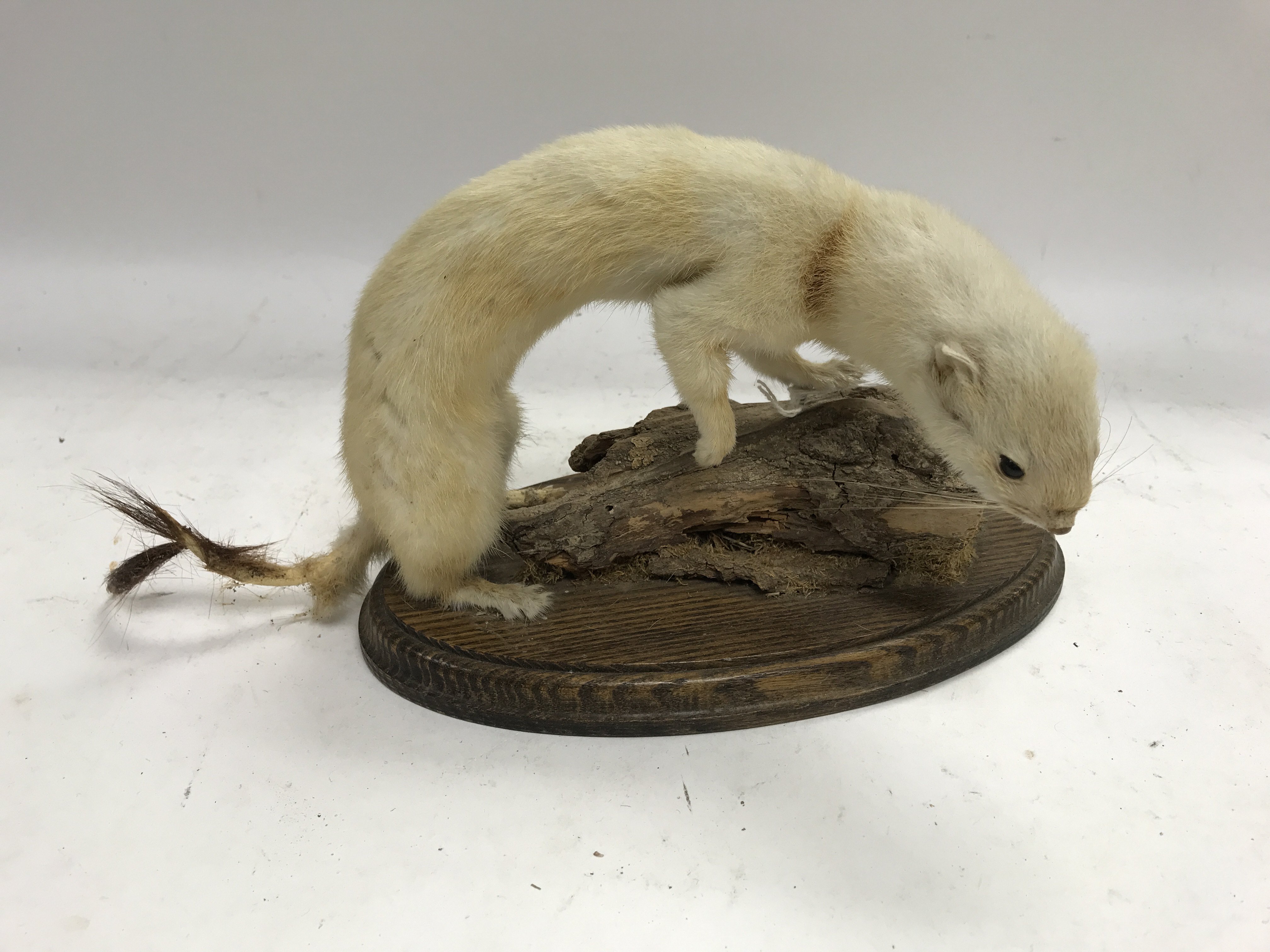 Taxidermy ferret