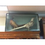 A cased taxidermy of two pheasants including a whi