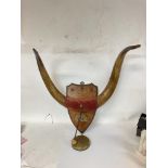Large vintage pair of cow horns mounted on shield