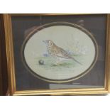 A framed and glazed watercolour of Mistle Thrush b