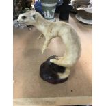 Taxidermy interest a stote. NO RESERVE