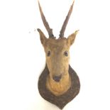 Deers head mounted on shield. Postage cat C