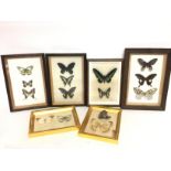 A collection of framed butterfly specimens includi