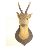 Mounted deers head by Homer London , postage cat D