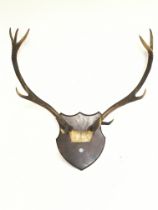 A set of antlers on a wooden shield , approximatel