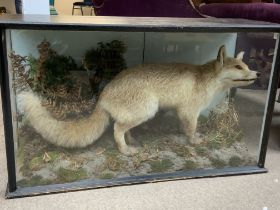 A large cased taxidermy fox display. 104cm x 60cm x 36cm