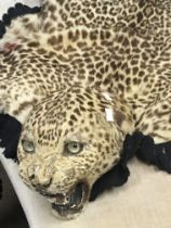An old leopard skin with head.