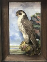 Taxidermy A Peregrine Falcon mounted on a painted plaque. Export restriction apply.