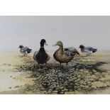 Berrisford Hill (born 1930) watercolour study of ducks on a mud bank, signed lower right, in gilt