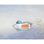 Richard Robjent (born 1937) gouache study of a drake shoveler duck, signed and dated 1981 lower